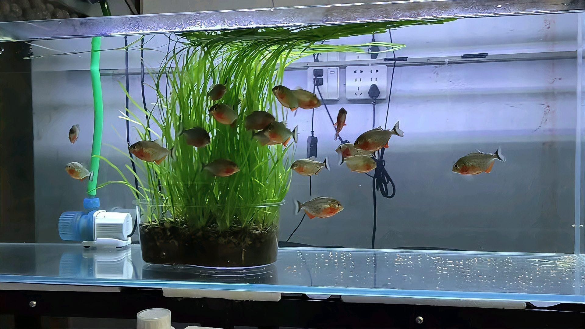 生化過濾層多久清洗一次？（奧利仕魚池過濾棉多久換一次魚缸過濾棉多久清洗一次） 生化過濾層多久清洗一次？（奧利仕魚池過濾棉多久換一次魚缸過濾棉多久清洗一次） 龍魚百科 第2張