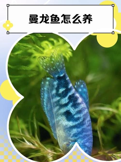 龍魚配魚的價格范圍（養魚大全，龍魚混養的4點經驗，你有勇氣也不行，有勇無謀只會是失敗！）
