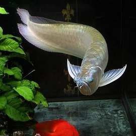 龍魚配魚的價格范圍（養魚大全，龍魚混養的4點經驗，你有勇氣也不行，有勇無謀只會是失敗！）