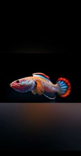 夢幻血斑雷龍魚有哪些品種？（夢幻血斑雷龍魚品種對比夢幻血斑雷龍魚品種對比）