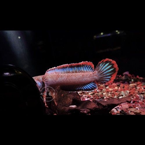 夢幻血斑雷龍魚有哪些品種？（夢幻血斑雷龍魚品種對比夢幻血斑雷龍魚品種對比）