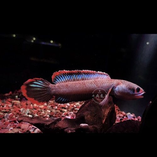 夢幻血斑雷龍魚有哪些品種？（夢幻血斑雷龍魚品種對比夢幻血斑雷龍魚品種對比）