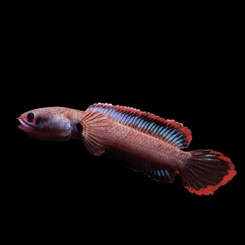 夢幻血斑雷龍魚有哪些品種？（夢幻血斑雷龍魚品種對比夢幻血斑雷龍魚品種對比）