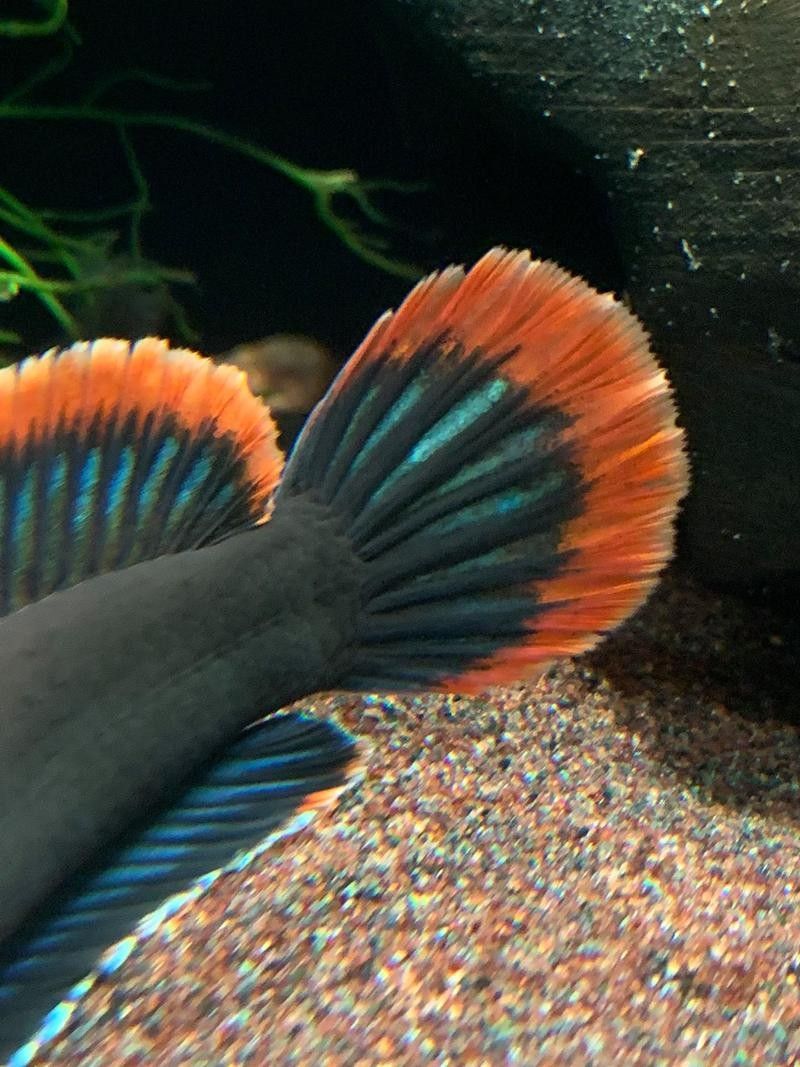 夢幻血斑雷龍魚有哪些品種？（夢幻血斑雷龍魚品種對比夢幻血斑雷龍魚品種對比）