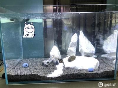 廣州魚缸批發市場2017南通龍蝦苗最新價格南通龍蝦苗批發南通龍蝦苗（2017年南通龍蝦苗價格）