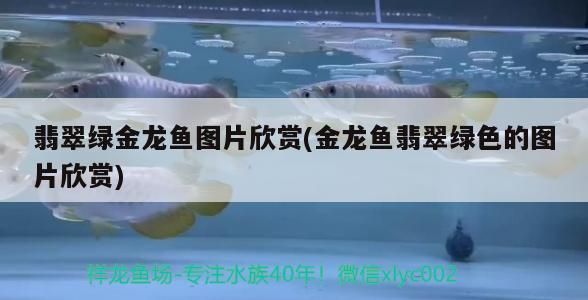 翡翠綠金龍魚圖片欣賞(金龍魚翡翠綠色的圖片欣賞)（翡翠綠金龍魚圖片欣賞）