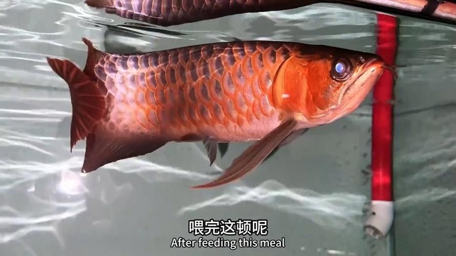 還有哪些龍魚紀錄片推薦（《龍魚的世界》影評）