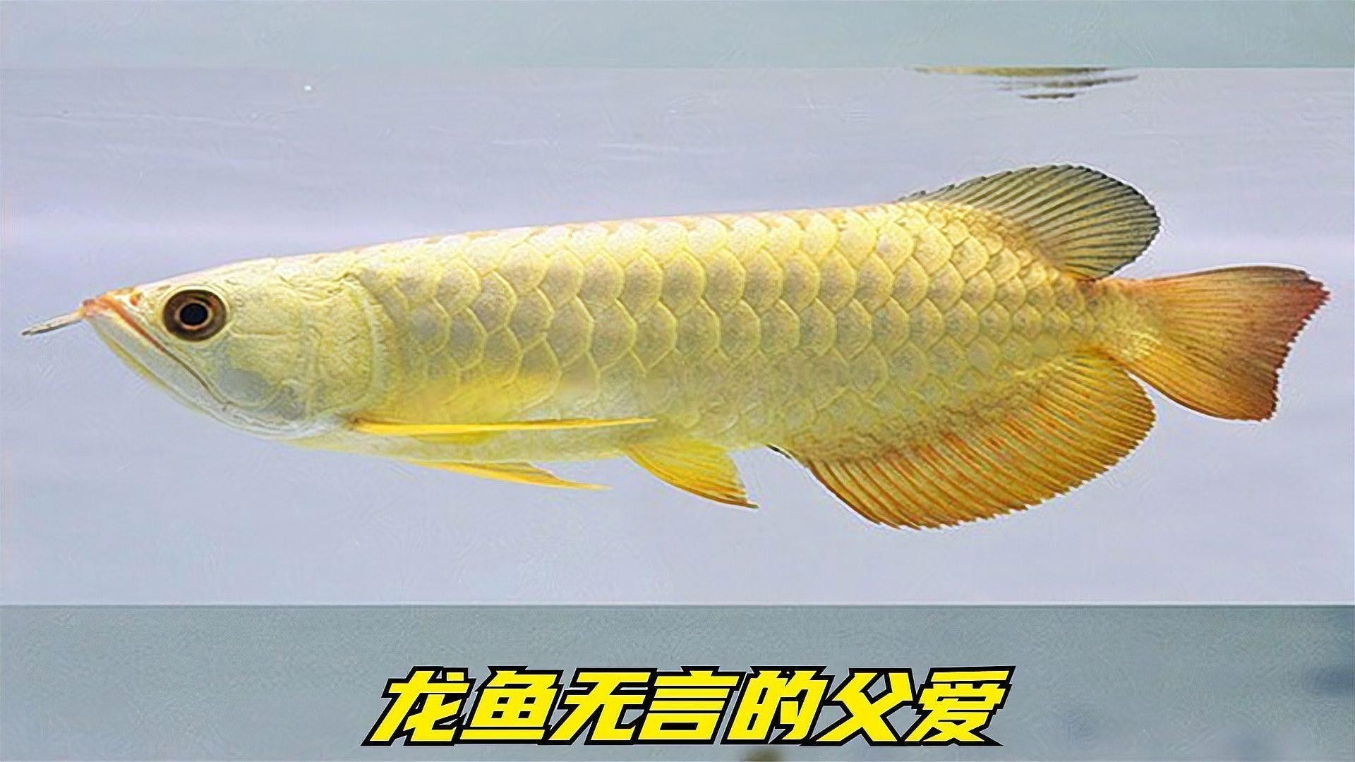 還有哪些龍魚紀錄片推薦（《龍魚的世界》影評）
