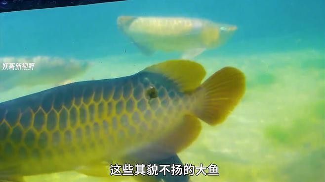 還有哪些龍魚紀錄片推薦（《龍魚的世界》影評）
