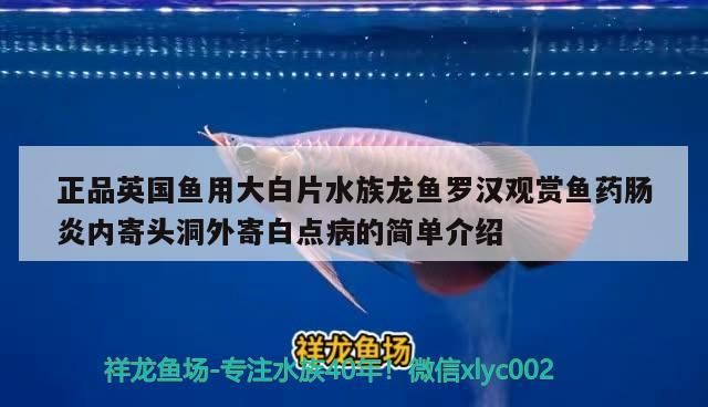 正品英國魚用大白片水族龍魚羅漢觀賞魚藥腸炎內寄頭洞外寄白點病的簡單介紹（英國正品魚用大白片水族龍魚羅漢觀賞魚藥腸炎內寄白點病）