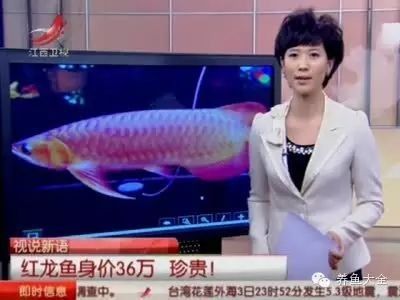 紅龍魚多久適應新水溫？（紅龍魚的正確飼養方法）