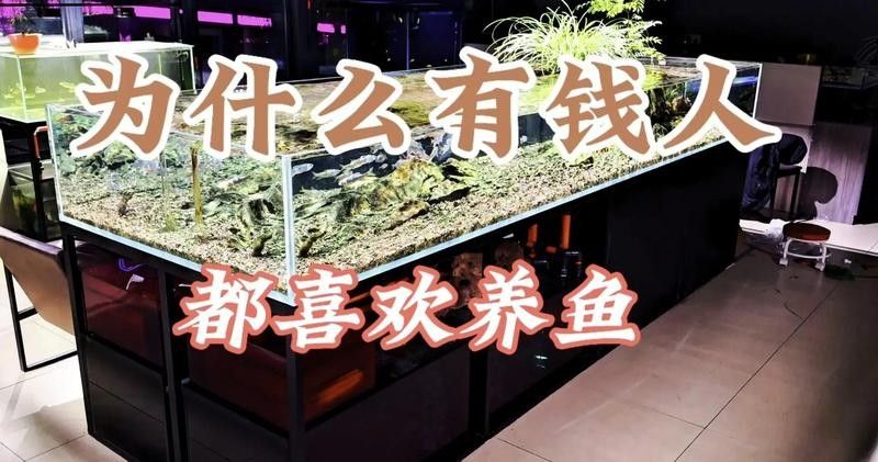 銀龍魚的寓意和象征（養一條銀龍魚寓意好嗎） 銀龍魚的寓意和象征（養一條銀龍魚寓意好嗎） 觀賞魚百科 第4張