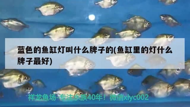 藍(lán)色的魚缸燈叫什么牌子的(魚缸里的燈什么牌子最好)（藍(lán)色的魚缸燈叫什么牌子好？）