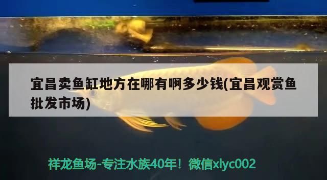 宜昌賣魚缸地方在哪有啊多少錢(宜昌觀賞魚批發市場)（宜昌賣魚缸地方在哪有啊多少錢）