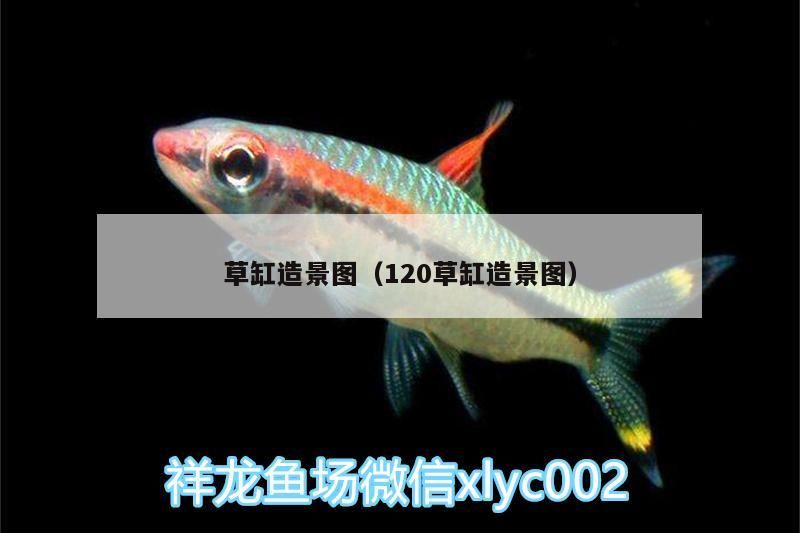 草缸造景圖（120草缸造景圖）（120草缸造景圖中的主題）