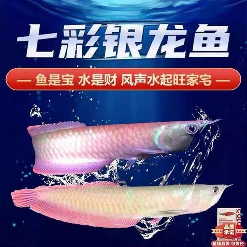 七彩銀龍和銀龍哪個(gè)好（七彩銀龍和銀龍哪個(gè)好養(yǎng)）