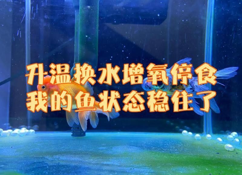 升溫期間需要換水嗎？（何川sunmi菠蘿蜜三農科普|科學養魚度盛夏）