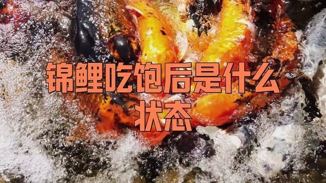 龍魚和錦鯉的飽腹感如何？（龍魚與錦鯉的飽腹感如何？）