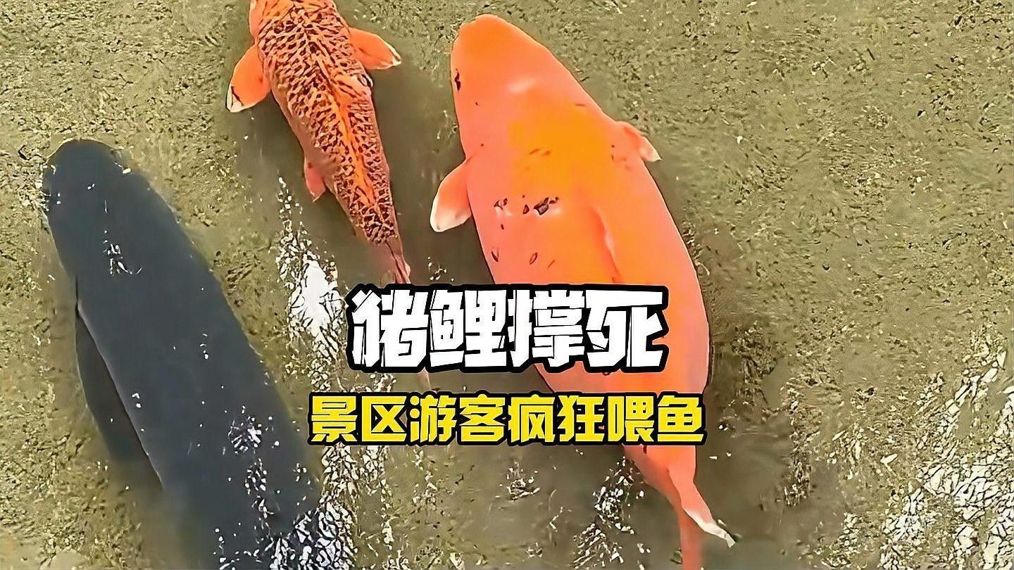 龍魚和錦鯉的飽腹感如何？（龍魚與錦鯉的飽腹感如何？）