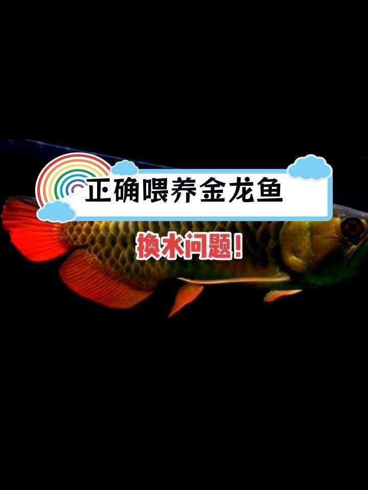 萬秀金龍魚最忌諱三個東西（萬秀金龍魚飼養(yǎng)技巧）
