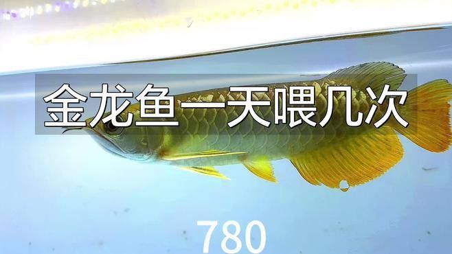 萬秀金龍魚最忌諱三個東西（萬秀金龍魚飼養(yǎng)技巧）