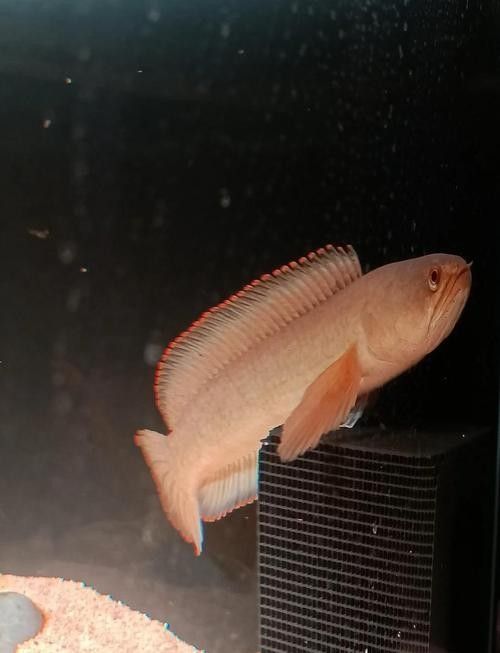 北京哪里可以買到健康的雷龍魚（北京健康雷龍魚銷售中心名錄集聽興龍魚銷售中心名錄）