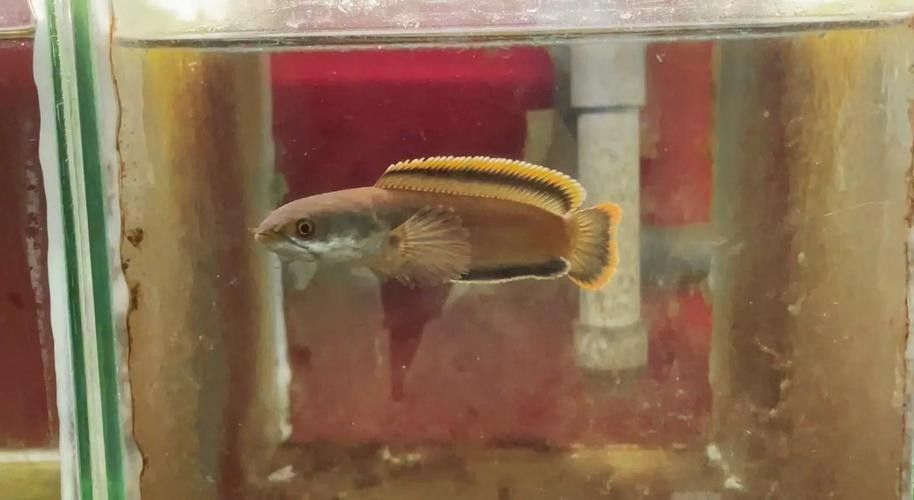 北京哪里可以買到健康的雷龍魚（北京健康雷龍魚銷售中心名錄集聽興龍魚銷售中心名錄）