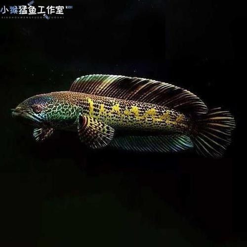 北京哪里可以買到健康的雷龍魚（北京健康雷龍魚銷售中心名錄集聽興龍魚銷售中心名錄）