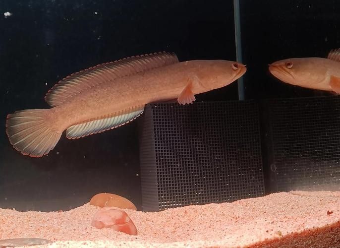 北京哪里可以買到健康的雷龍魚（北京健康雷龍魚銷售中心名錄集聽興龍魚銷售中心名錄）
