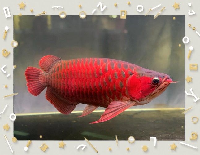 紅金龍魚有哪些品種？（紅金龍魚品種繁多，）