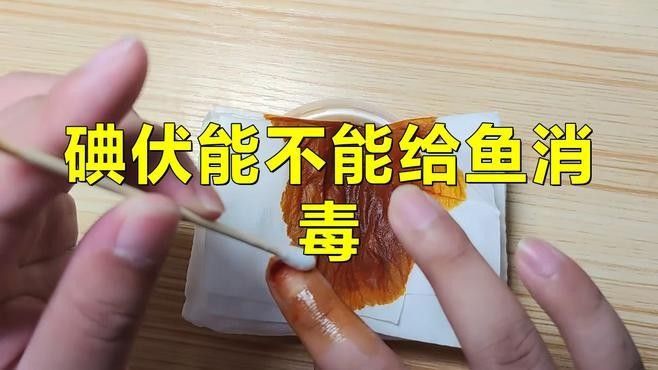 如何消毒喂龍魚的小魚？（如何為龍魚的小魚進行消毒） 如何消毒喂龍魚的小魚？（如何為龍魚的小魚進行消毒） 龍魚百科 第2張