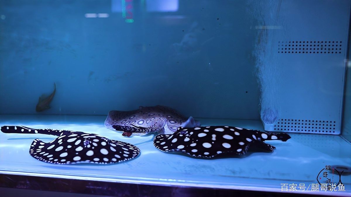 紅龍魚(yú)冬季需要加熱棒嗎（冬季飼養(yǎng)紅龍魚(yú)的注意事項(xiàng)）