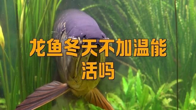 紅龍魚冬季需要加熱棒嗎（冬季飼養紅龍魚的注意事項）