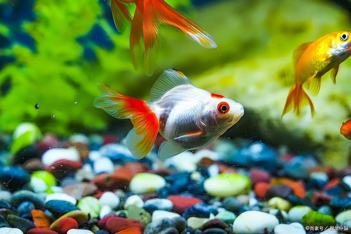 紅龍魚(yú)冬季需要加熱棒嗎（冬季飼養(yǎng)紅龍魚(yú)的注意事項(xiàng)）