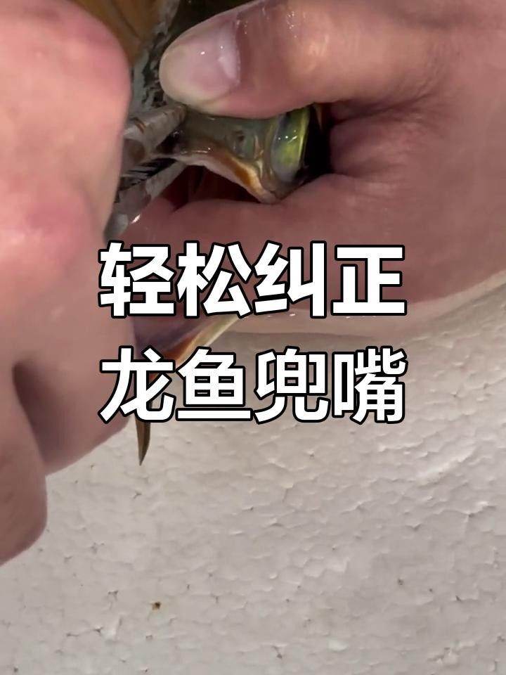 龍魚嘴張一合的解決方法和解決方法（養魚小竅門大公開龍魚嘴張一合的原因及解決方法及預防措施） 龍魚嘴張一合的解決方法和解決方法（養魚小竅門大公開龍魚嘴張一合的原因及解決方法及預防措施） 觀賞魚百科 第3張