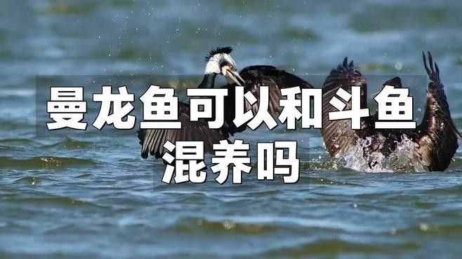 黃曼龍魚(yú)和哪些魚(yú)可以一起養(yǎng)（曼龍魚(yú)可以和哪些魚(yú)混養(yǎng)） 黃曼龍魚(yú)和哪些魚(yú)可以一起養(yǎng)（曼龍魚(yú)可以和哪些魚(yú)混養(yǎng)） 龍魚(yú)百科 第3張