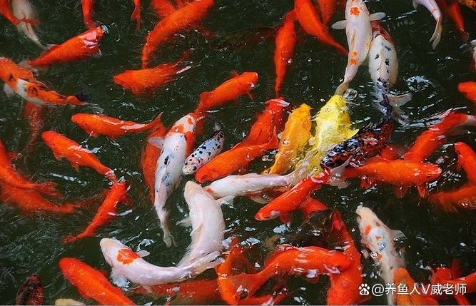 如何判斷虎斑恐龍魚是否健康（判斷虎斑恐龍魚是否健康的虎斑恐龍魚是否健康的關鍵指標）