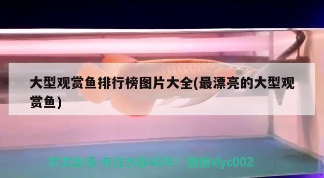 大型觀賞魚排行榜圖片大全(最漂亮的大型觀賞魚)（十大最好養觀賞魚） 大型觀賞魚排行榜圖片大全(最漂亮的大型觀賞魚)（十大最好養觀賞魚） 觀賞魚百科