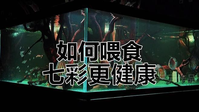 龍魚和七彩混養需要哪些設備？（雙龍混養：從挑戰到成功和諧的秘訣） 龍魚和七彩混養需要哪些設備？（雙龍混養：從挑戰到成功和諧的秘訣） 龍魚百科 第2張