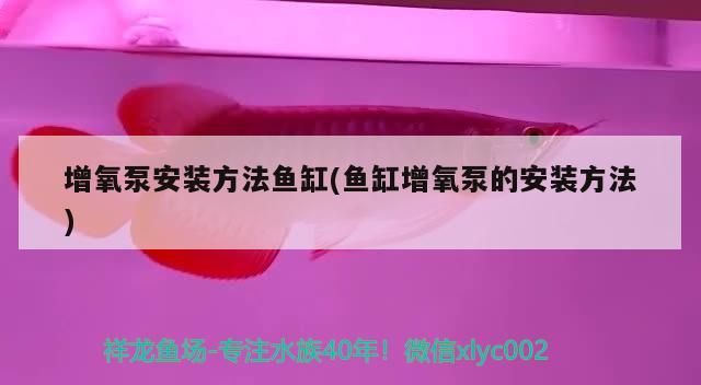 上饒水族館大晚上的來個輕松點的音樂（上饒水族館大晚上來個輕松點的音樂魚魚聽了睡得香）