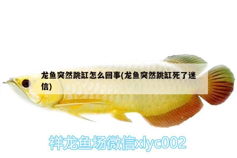 龍魚突然跳缸怎么回事(龍魚突然跳缸死了迷信)（龍魚突然跳缸怎么回事）