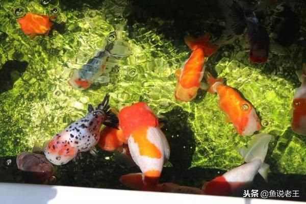 中國海水觀賞魚批發地（海水觀賞魚批發市場）（中國海水觀賞魚批發市場）