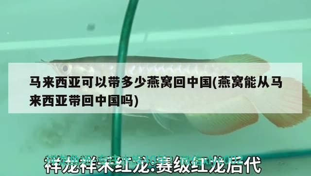 馬來西亞可以帶多少燕窩回中國(燕窩能從馬來西亞帶回中國嗎)（去馬來西亞可以帶多少燕窩回中國） 馬來西亞可以帶多少燕窩回中國(燕窩能從馬來西亞帶回中國嗎)（去馬來西亞可以帶多少燕窩回中國） 觀賞魚百科