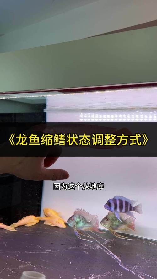 黑山龍魚（關于黑龍魚的飼養指南）