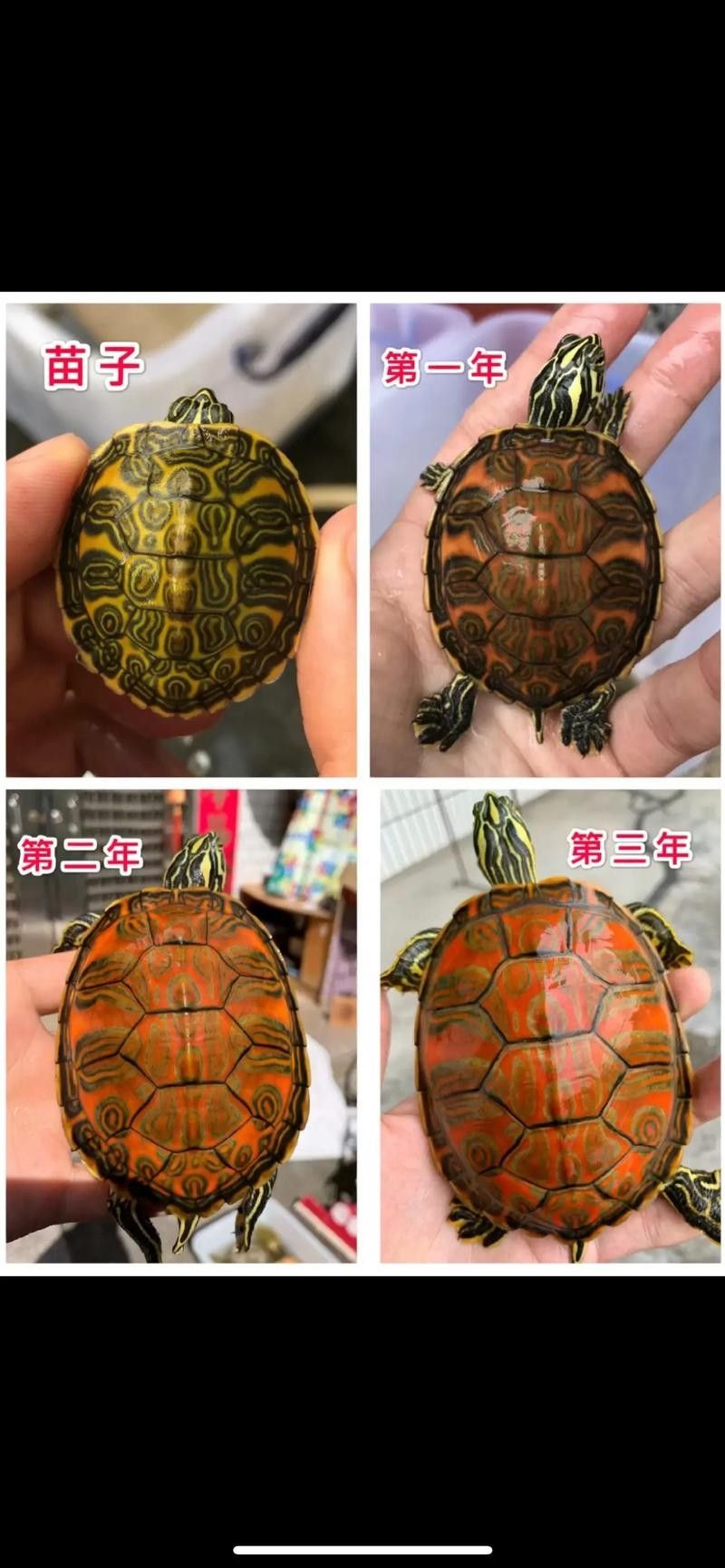 火焰龜和哪些龜類可以混養（火焰龜可以和別的龜混養嗎）