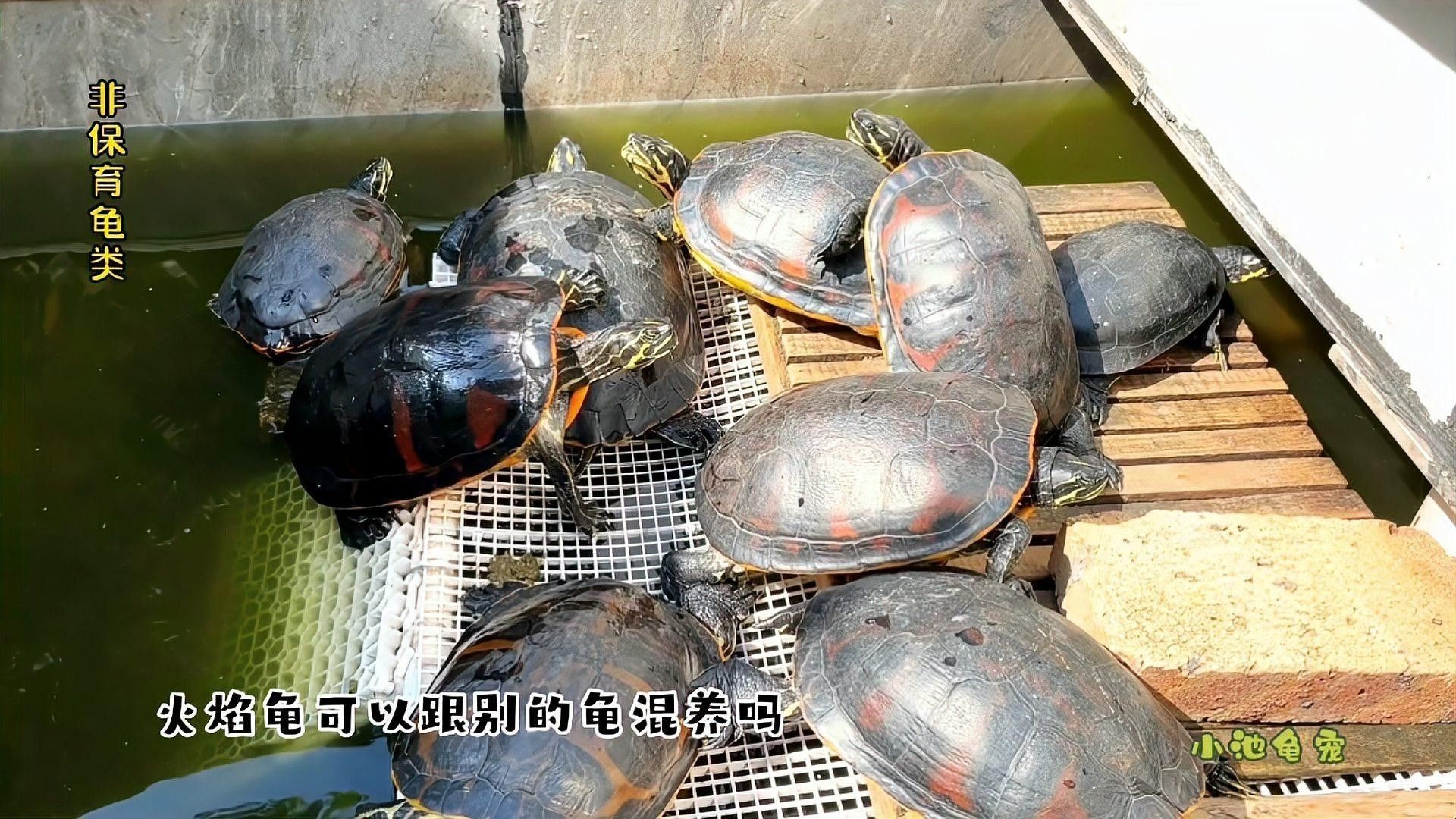 火焰龜和哪些龜類可以混養（火焰龜可以和別的龜混養嗎）