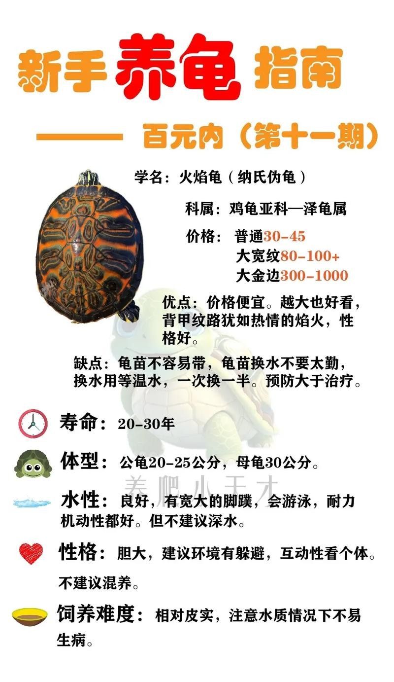 火焰龜和哪些龜類可以混養（火焰龜可以和別的龜混養嗎）