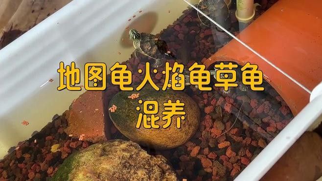 火焰龜和哪些龜類可以混養（火焰龜可以和別的龜混養嗎）