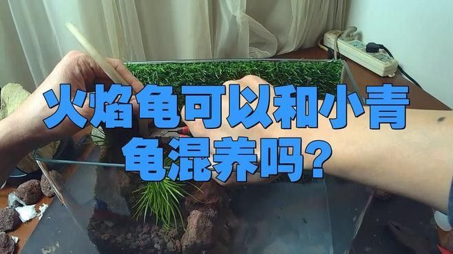 火焰龜和哪些龜類可以混養（火焰龜可以和別的龜混養嗎）
