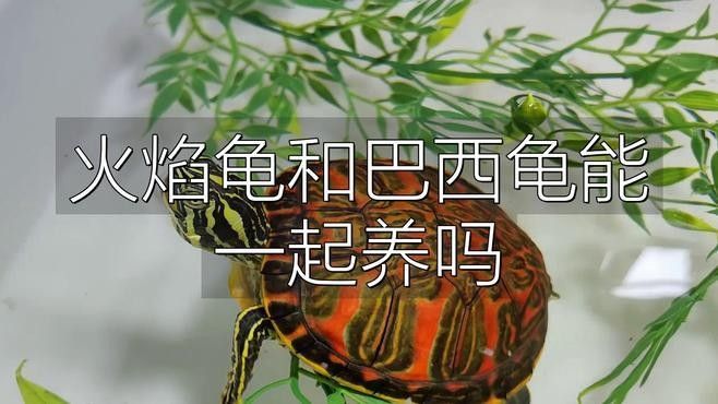 火焰龜和哪些龜類可以混養（火焰龜可以和別的龜混養嗎）